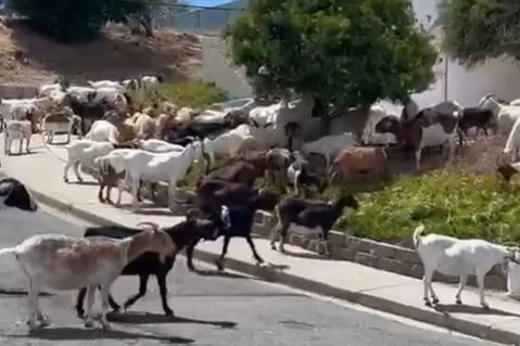 ▲數十隻山羊在路上散步閒晃，讓警方也無能為力，只能靜靜等待羊主人到來。（圖／翻攝自Facebook／Pinole Police Department）
