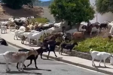 ▲數十隻山羊在路上散步閒晃，讓警方也無能為力，只能靜靜等待羊主人到來。（圖／翻攝自Facebook／Pinole Police Department）
