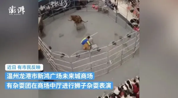 ▲▼溫州商場引進獅子表演，官方稱表演未經審批報備。（圖／翻攝微博）