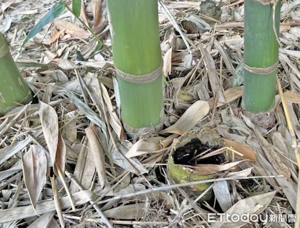 ▲雲林縣登革熱防治首次祭出補償措施，因疫情被封園的耕地將比照休耕補助，每公頃補助6萬元。（圖／記者蔡佩旻翻攝）