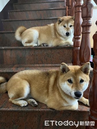 ▲▼上機車以為去兜風！柴柴「悠閒饋手」　抵達目的地眼神快哭了。（圖／網友劉闊融授權提供）