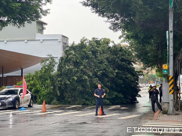 ▲▼       士林區大樹倒塌，雙向交通緊急管制      。（圖／民眾提供）