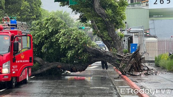 ▲▼       士林區大樹倒塌，雙向交通緊急管制      。（圖／民眾提供）