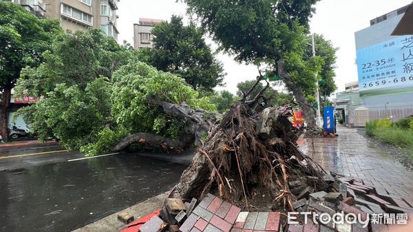 ▲▼       士林區大樹倒塌，雙向交通緊急管制      。（圖／民眾提供）