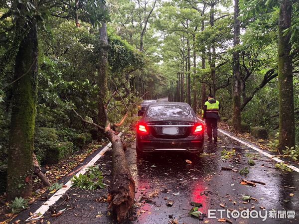 ▲▼  倒塌路樹砸中賓士           。（圖／記者戴上容翻攝）