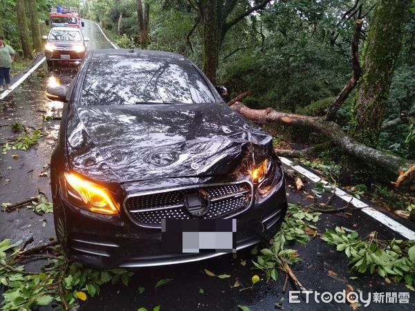▲▼  倒塌路樹砸中賓士           。（圖／記者戴上容翻攝）