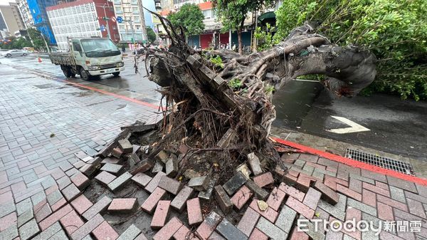▲▼    士林區福華路路樹倒塌         。（圖／記者鄭毓麟攝）