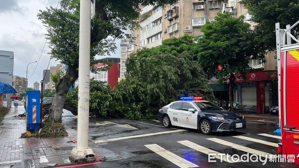 ▲▼    士林區福華路路樹倒塌         。（圖／記者鄭毓麟攝）
