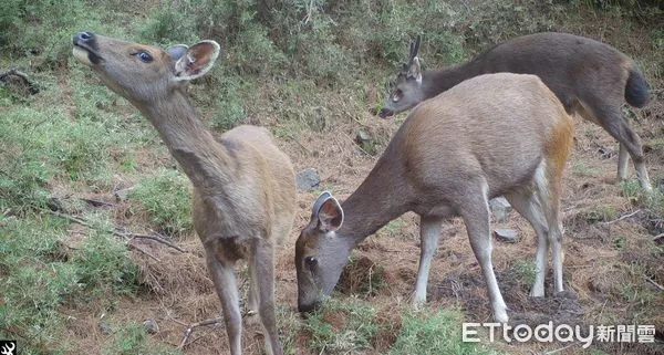 ▲玉山國家公園是國人的戶外大教室，亦是野生動物們快樂的家。（圖／玉山國家公園管理處提供）