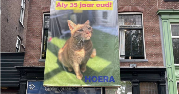 飼主做布條大肆宣傳愛貓已經35歲了。（圖／微博）