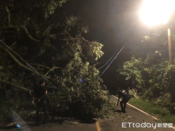 ▲不耐颱風摧殘路樹傾倒並懸掛電線桿上。（圖／龍潭警分局提供）