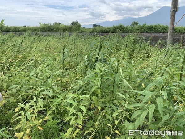 ▲▼勘災小組評估，壽豐鄉胡麻田、高接梨及光復鄉甜椒受災面積均已達現金救助啟動標準。（圖／花蓮縣政府提供，下同）