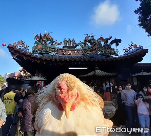 ▲麻油與金雞母。（圖／粉專「食材旅行中-麻油」提供，請勿隨意翻拍，以免侵權。）