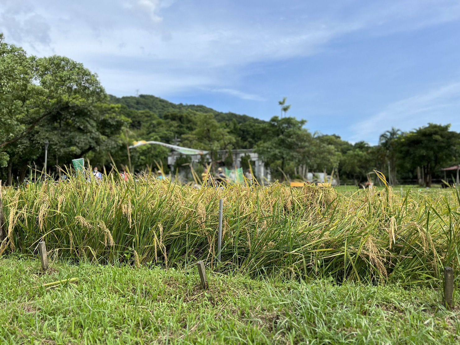 ▲汐止區農會傳承農村記憶。（圖／新北市農業局提供）