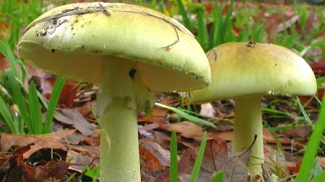 ▲▼澳洲維多利亞州衛生部警告民眾勿食用有毒的黃斑蘑菇。（圖／翻攝自YouTube／VicGovDH）