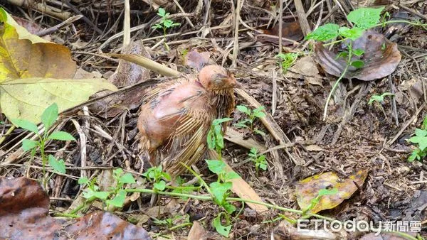 ▲▼ 1,2千隻鵪鶉被丟棄在彰化縣社頭鄉清水岩十八彎古道旁水源區旁的草叢，羽毛掉光模樣悽慘，已經發臭等死。。（圖／民眾提供）