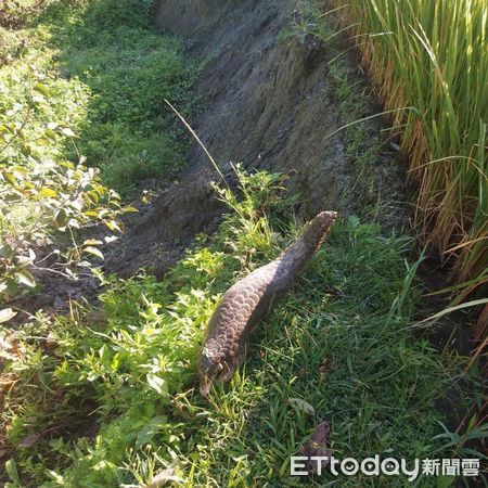 ▲「服務給付」保育的棲地包含水田及水梯田。（圖／花蓮縣政府提供，下同）