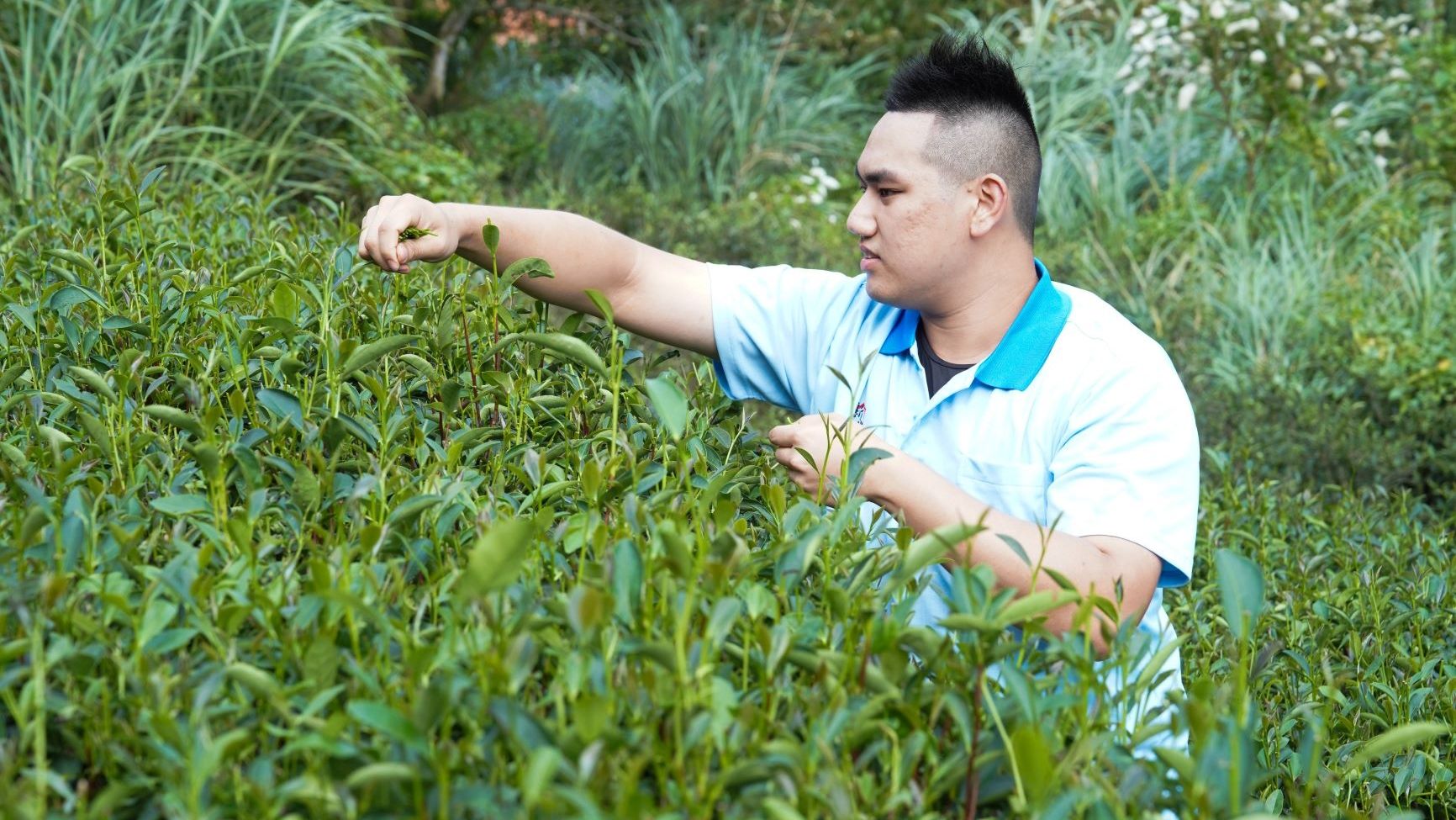 ▲青年返鄉投身精進製茶技術　周子耀勇奪新北蜜香紅茶特等獎。（圖／新北市農業局提供）