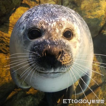 ▲港灣海豹。（圖／屏東海生館提供，請勿隨意翻拍，以免侵權。）