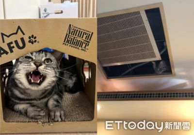 忍者貓「爬上天花板」天天開趴氣喘吁吁 媽以為是老鼠