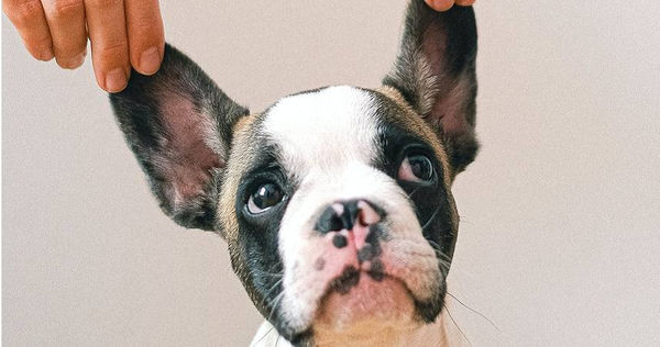 研究指出，狗耳朵裡的真菌可能會傳給人類。（示意圖／Pexels）