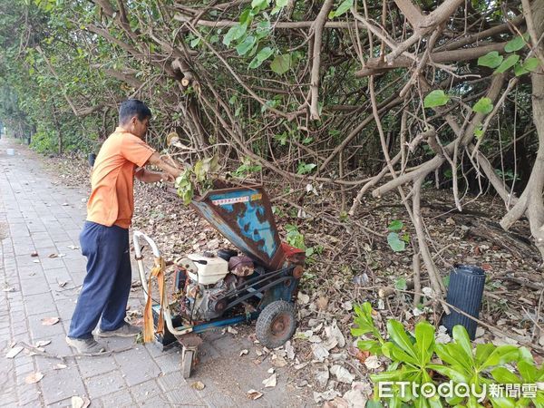 ▲行政院農業部林管處，對杜芮蘇颱風造成台南市安平區金城里、漁光里內的防風林的斷枝、落葉等處理，目前已委託廠商，將這些以攪拌機攪成碎片並噴至防風林區內，讓這些碎片回歸大自然成為「堆肥」。（圖／記者林東良翻攝，下同）