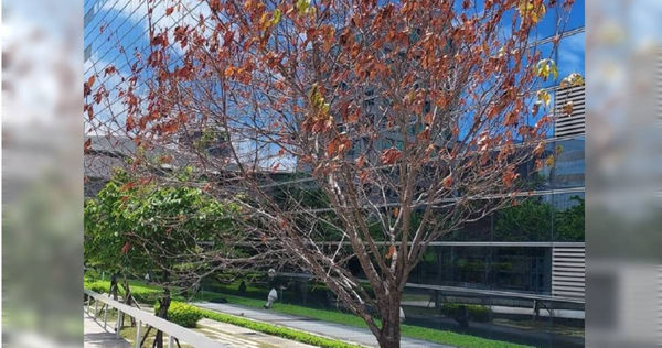 台中市新市政大樓廣場的櫻花樹枯萎，意外嚇到市府員工。（圖／翻攝畫面）
