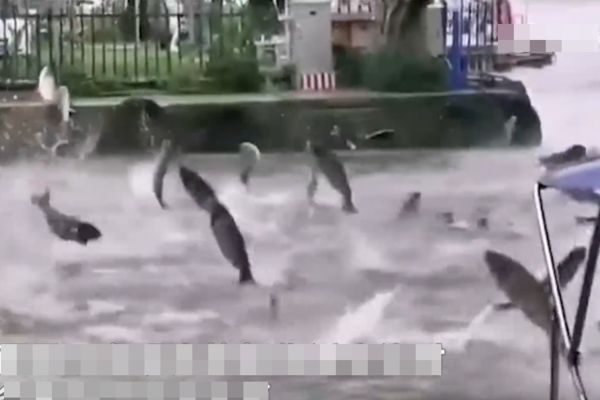 ▲▼魚群一隻接一隻跳出水面。（圖／翻攝自影片）