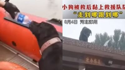 小黑狗暴雨中受困被救！從此黏在搜救員身邊還主動求收編：就像來報恩