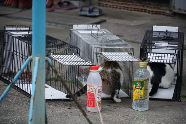 圖／台灣之心愛護動物協會授權鍵盤大檸檬