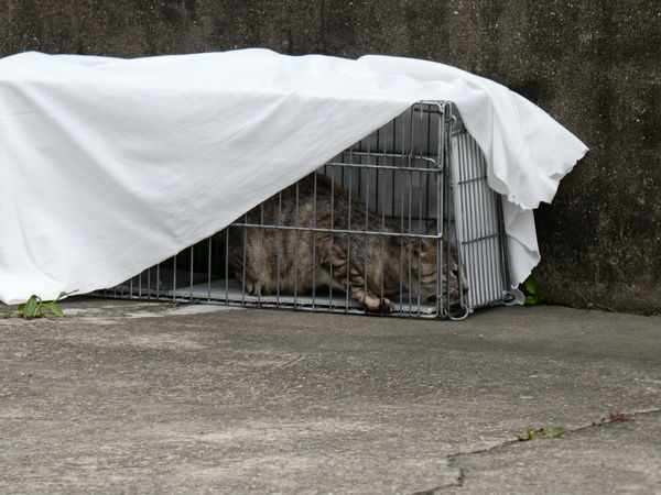 圖／台灣之心愛護動物協會授權鍵盤大檸檬