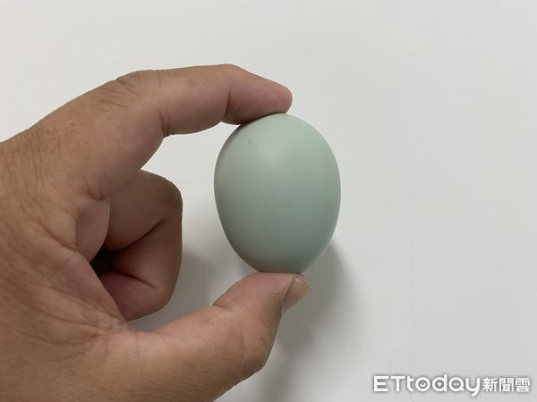 ▲畜試所歷時十年育成天晴烏骨雞，可產出產量穩定的藍殼雞蛋。（圖／農業部畜產試驗所提供）