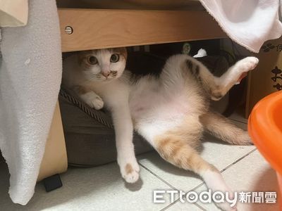 喵星人腿開開躺桌子下雙眼無辜 奴才:該去上淑女養成班了