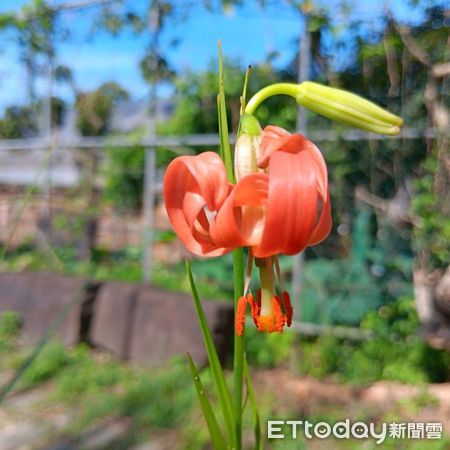 ▲原生種,細葉卷丹百合。（圖／記者郭世賢翻攝）