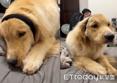 調皮阿金拿髮箍去玩！　套頭上結果「緊到拔不下來」