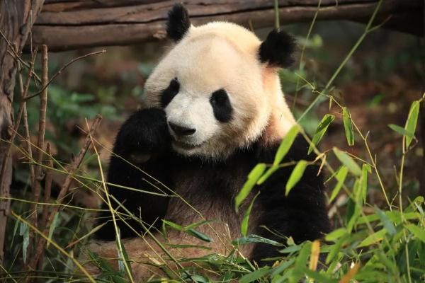 ▲春生,香果,大熊貓,貓熊,杭州動物園。（圖／翻攝光明網）