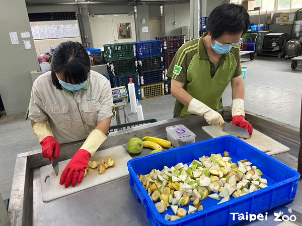 ▲給動物吃的冰品都會經過全日的營養計算。（圖／臺北市立動物園提供）