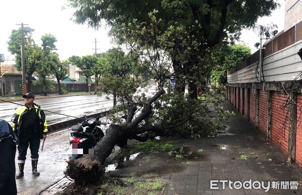 ▲▼高雄大雨狂轟！路樹倒塌狠砸機車騎士，1男緊急送醫。（圖／記者賴文萱翻攝）