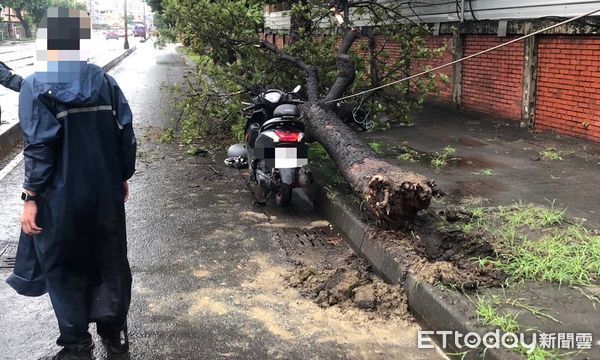 ▲▼高雄大雨狂轟！路樹倒塌狠砸機車騎士，1男緊急送醫。（圖／記者賴文萱翻攝）