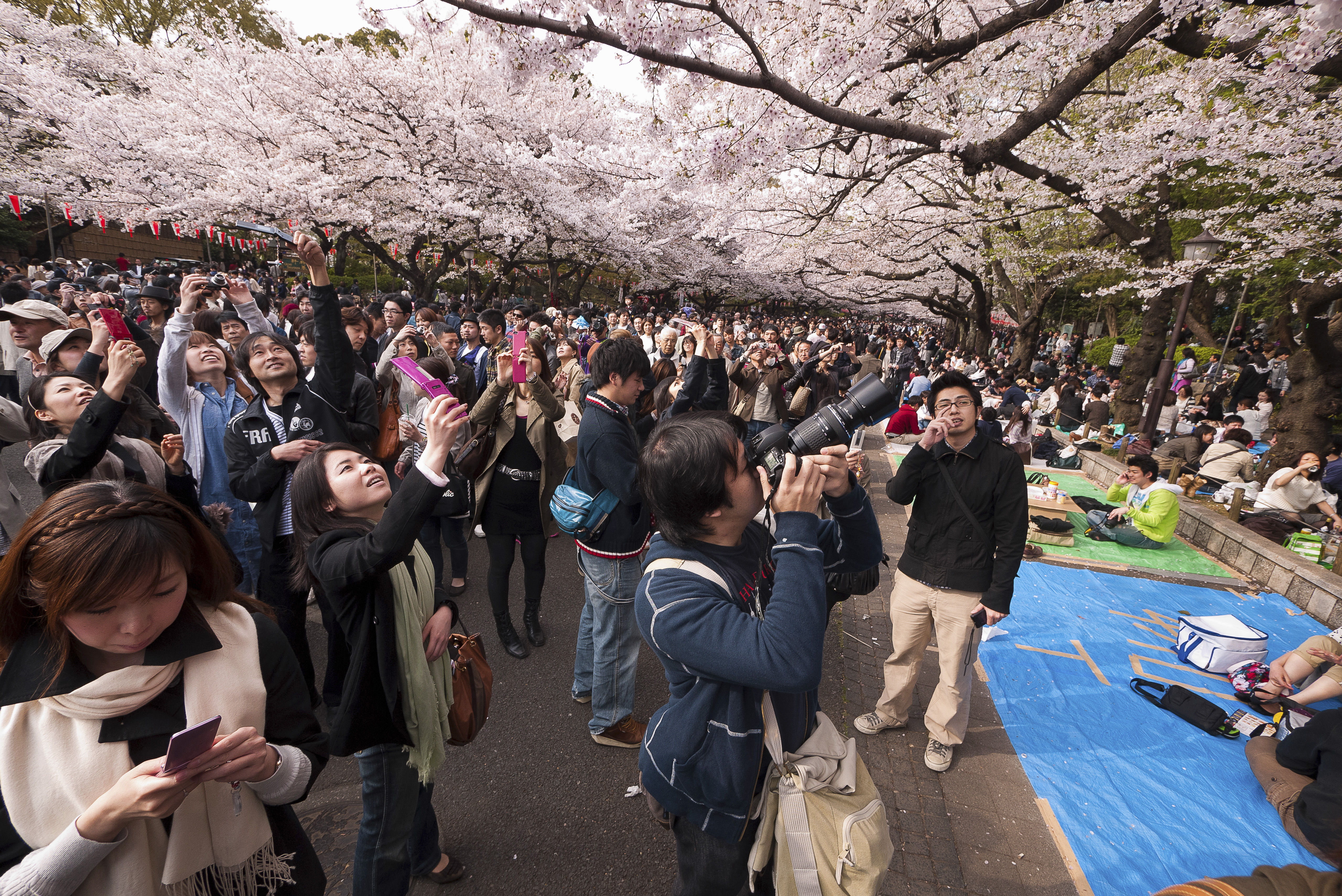 ▲▼一群中國遊客2014年在日本東京上野公園櫻花樹下拍照。（圖／達志影像／newscom）