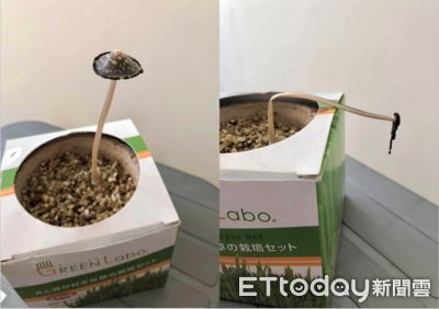 種植貓草孝敬25位主子 竟長出「斑點香菇」1天就枯萎