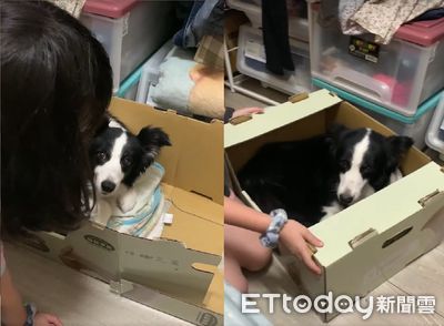 姐親自手做狗窩!打開竟是變形金剛 邊境傻眼愣住:以為逃過一劫