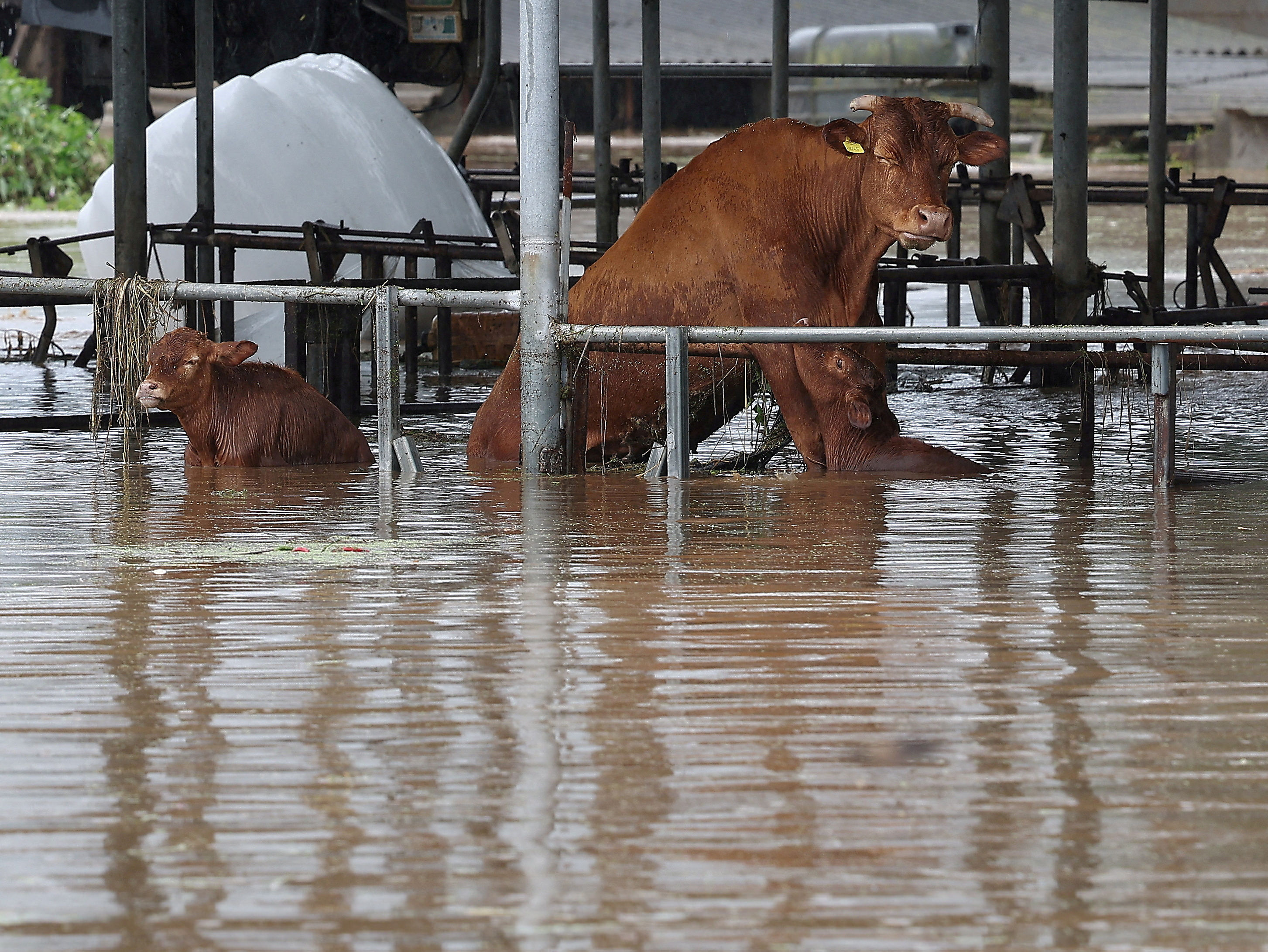 ▲▼大邱某農場的奶牛等待救援。（圖／路透）