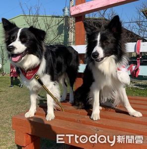 狗界愛因斯坦...其實超賊！關於邊境牧羊犬的5個小知識