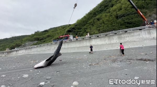 ▲南迴公路旁沙灘鯨鯊擱淺死亡。（圖／記者楊漢聲翻攝）