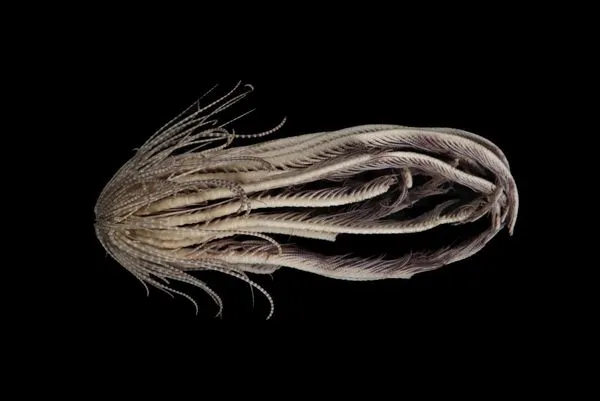 ▲▼科學家在冰冷的南極海洋深處發現了新物種「海草莓」。（圖／翻攝自推特）