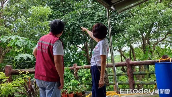 ▲▼樹上傳來受困「喵喵聲」！大夥到場急救援　沒想到竟然是一隻鳥。（圖／記者戴上容翻攝）