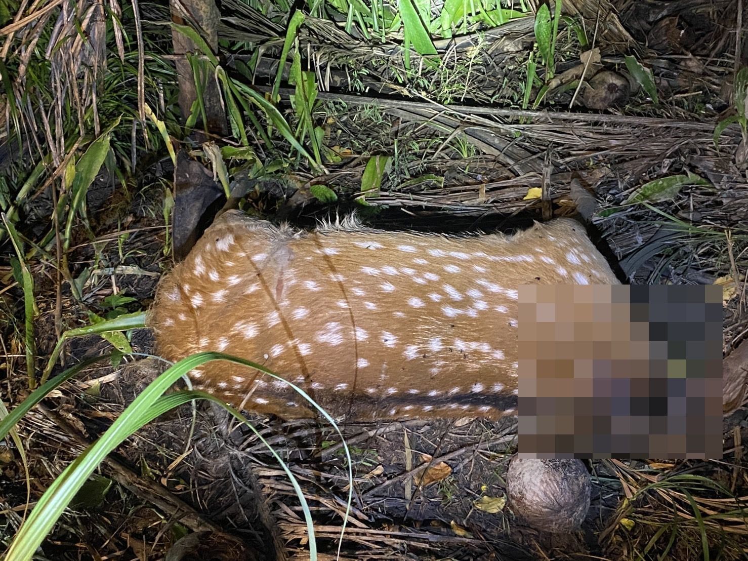 ▲▼恆春墾丁國家公園梅花鹿疑遭盜獵斷頭。（圖／屏東環盟理事、律師張怡提供）