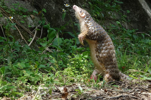 ▲穿山甲「士林」當爸爸。（圖／臺北市立動物園）