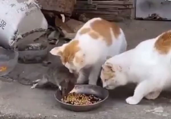▲▼兩貓在進食，突然闖入大老鼠，其中一隻貓咪竟直接讓位。（圖／翻攝自微博／日本沙雕日常）